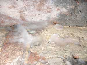 Early Dry Rot signs