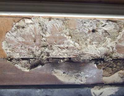 Dry rot Mycellium on wood - dirty, off white colour