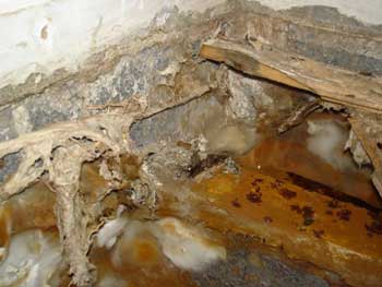 Dry rot in a sub floor void