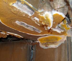 Severe Dry rot fruiting body