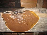 Flat fruiting body of Dry rot