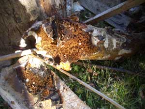 Dry Rot Fruiting Bodies 