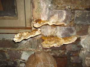Dry Rot Fruiting Bodies on a wall