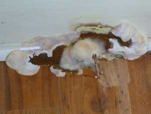 Dry Rot Fruiting Bodies on a skirting board